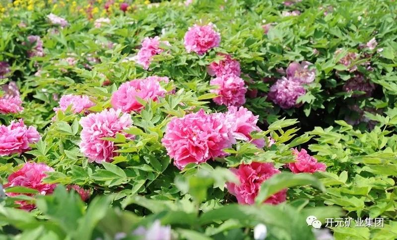 開(kāi)元恭迎八方客，盛情盡在迪尼斯